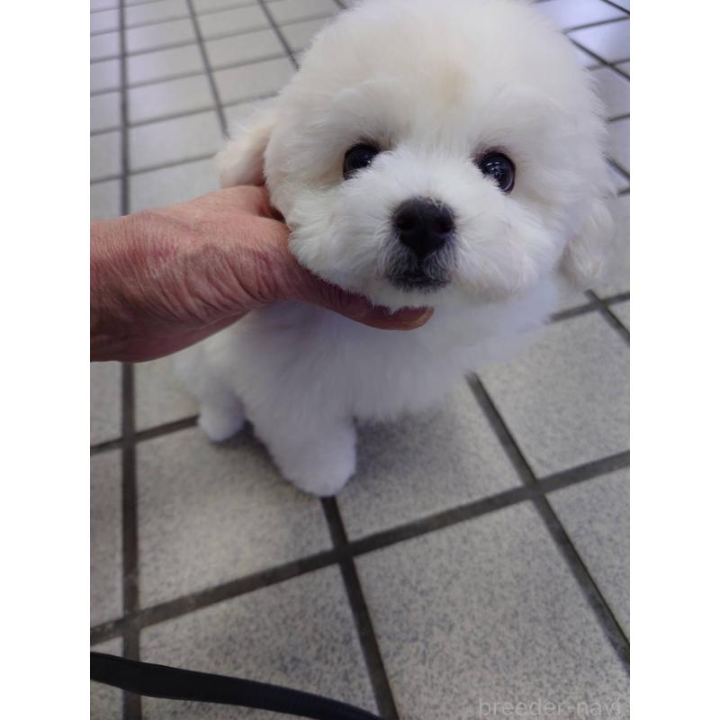 販売中の京都府のビションフリーゼ-430871の5枚目