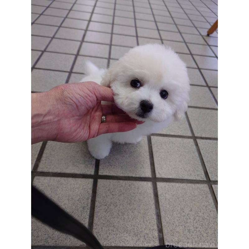 販売中の京都府のビションフリーゼ-430871の4枚目