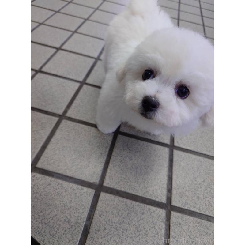 販売中の京都府のビションフリーゼ-430871の3枚目