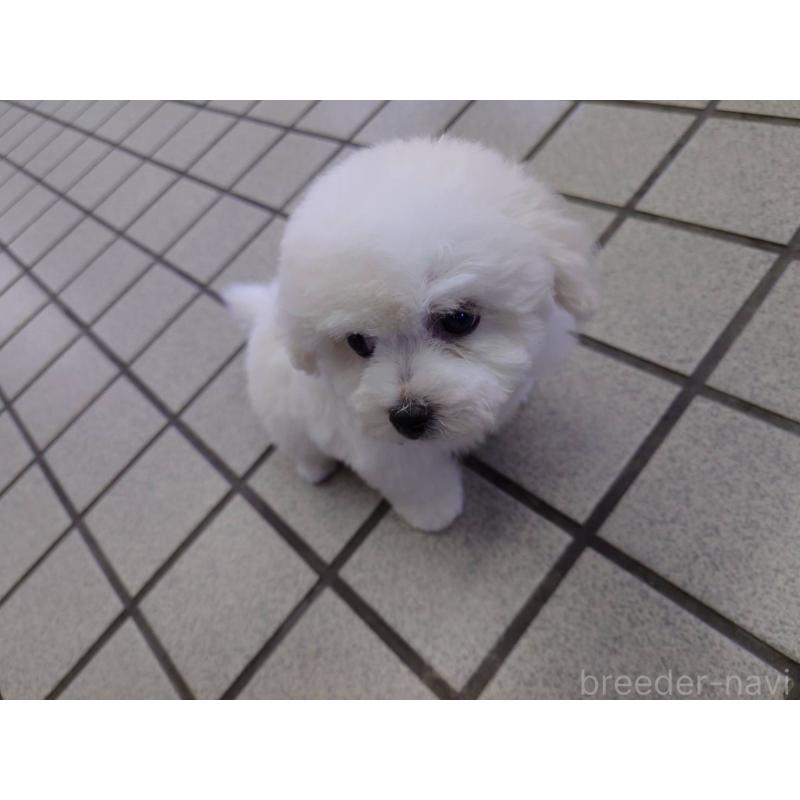 販売中の京都府のビションフリーゼ-430871の2枚目