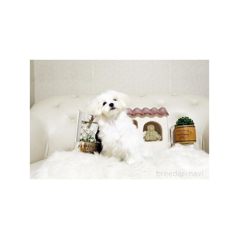 販売中の佐賀県のマルチーズ-401462の5枚目