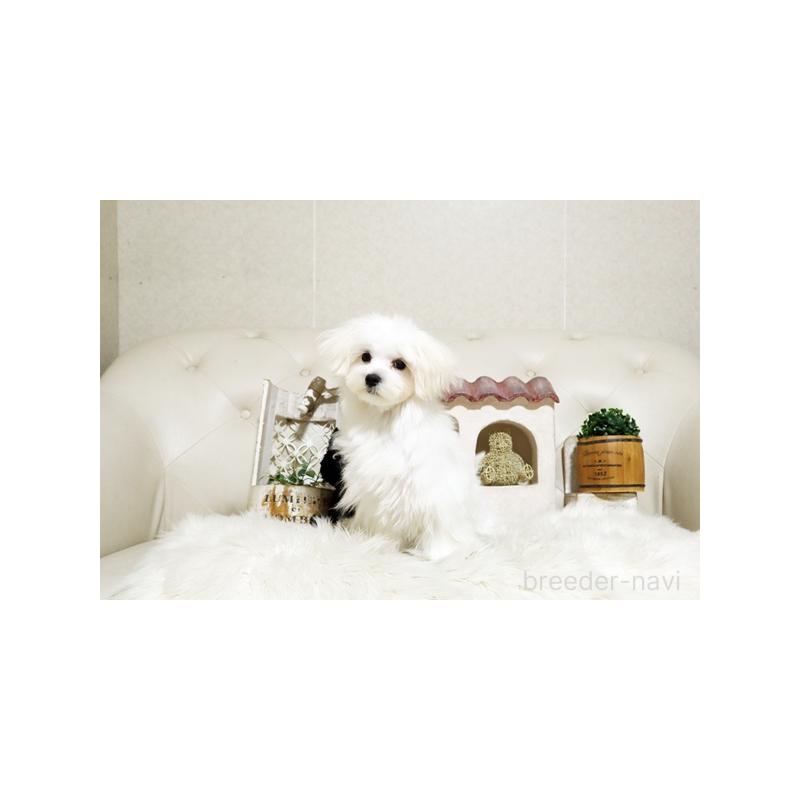 販売中の佐賀県のマルチーズ-401462の4枚目