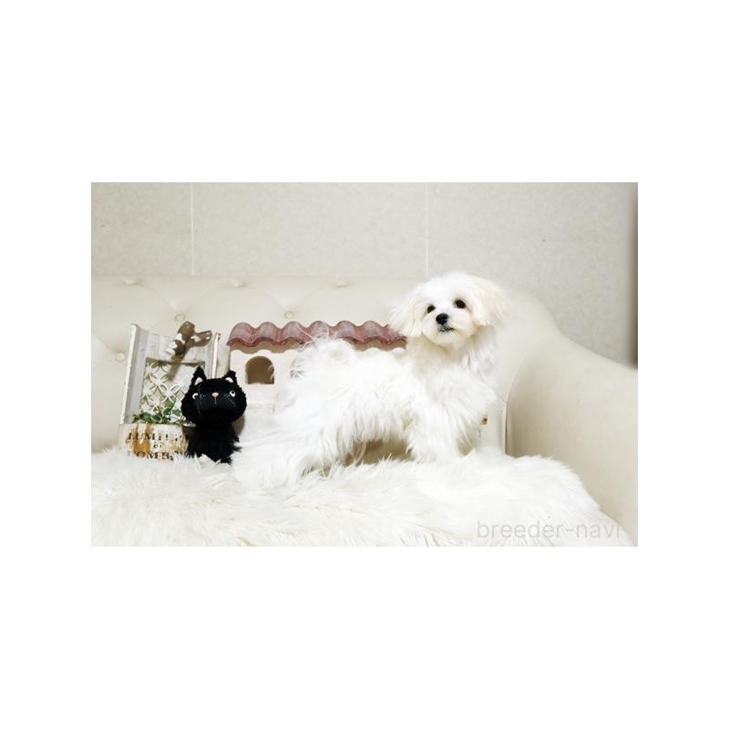 販売中の佐賀県のマルチーズ-401462の3枚目