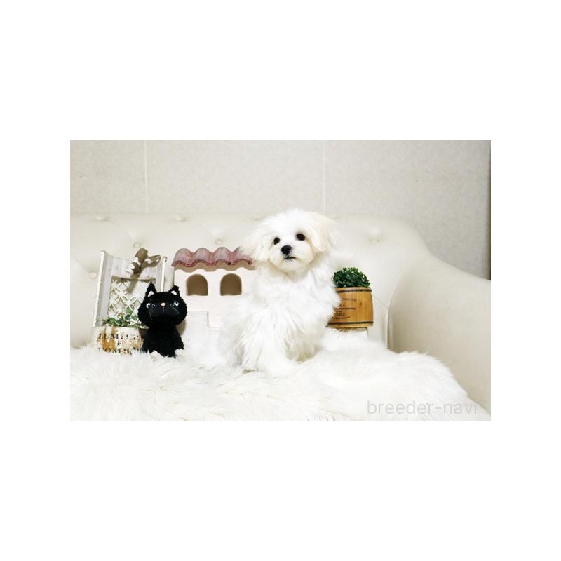 販売中の佐賀県のマルチーズ-401462の2枚目