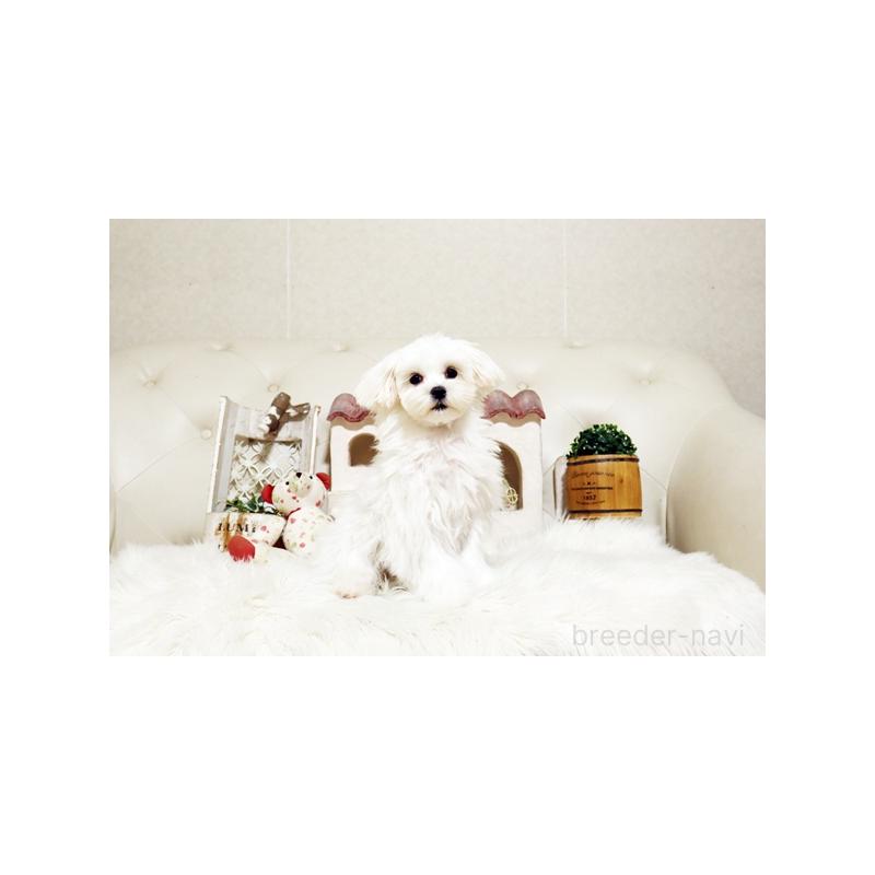 販売中の佐賀県のマルチーズ-404429の5枚目