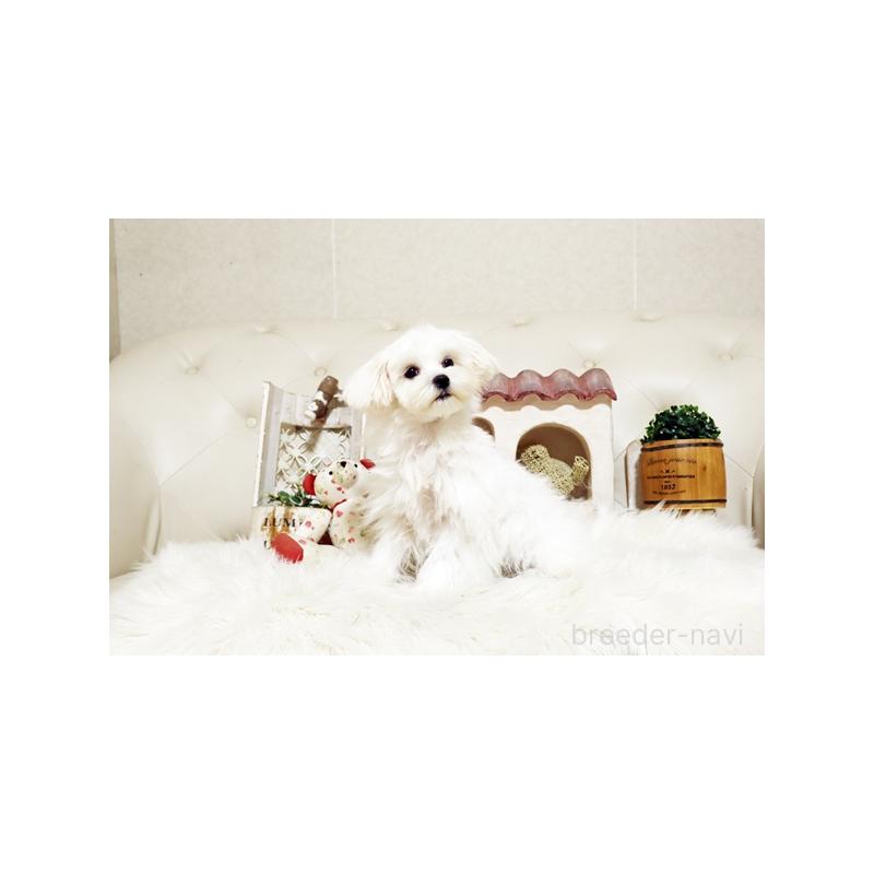 販売中の佐賀県のマルチーズ-404429の4枚目