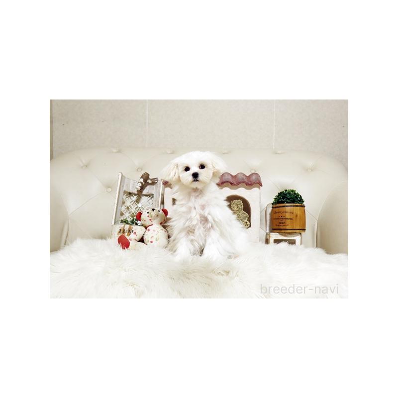 販売中の佐賀県のマルチーズ-404429の3枚目