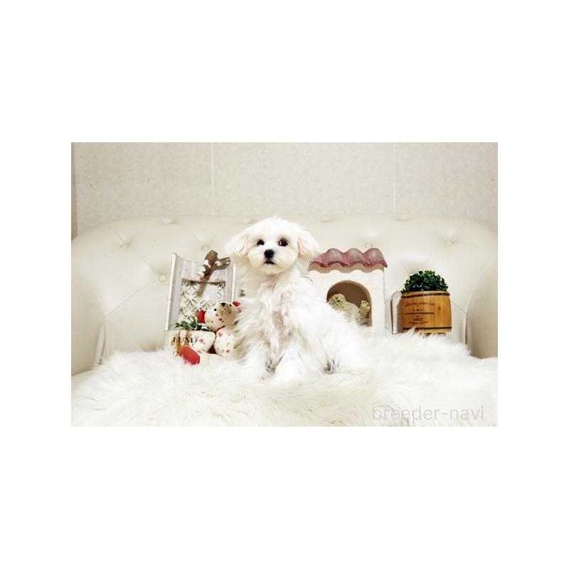 販売中の佐賀県のマルチーズ-404429の2枚目