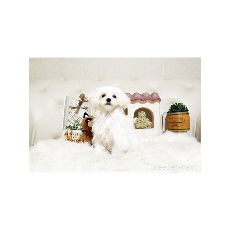 販売中の佐賀県のマルチーズ-404431の5枚目