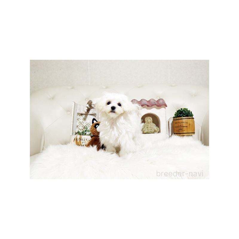 販売中の佐賀県のマルチーズ-404431の4枚目