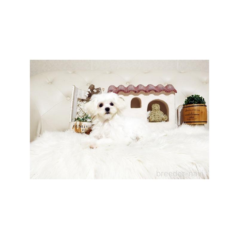 販売中の佐賀県のマルチーズ-404431の3枚目