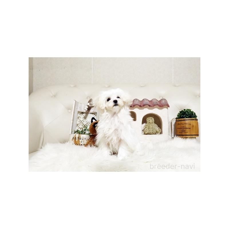 販売中の佐賀県のマルチーズ-404431の2枚目