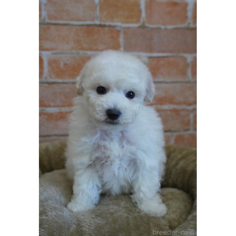 販売中の愛知県のトイプードル-430874の5枚目