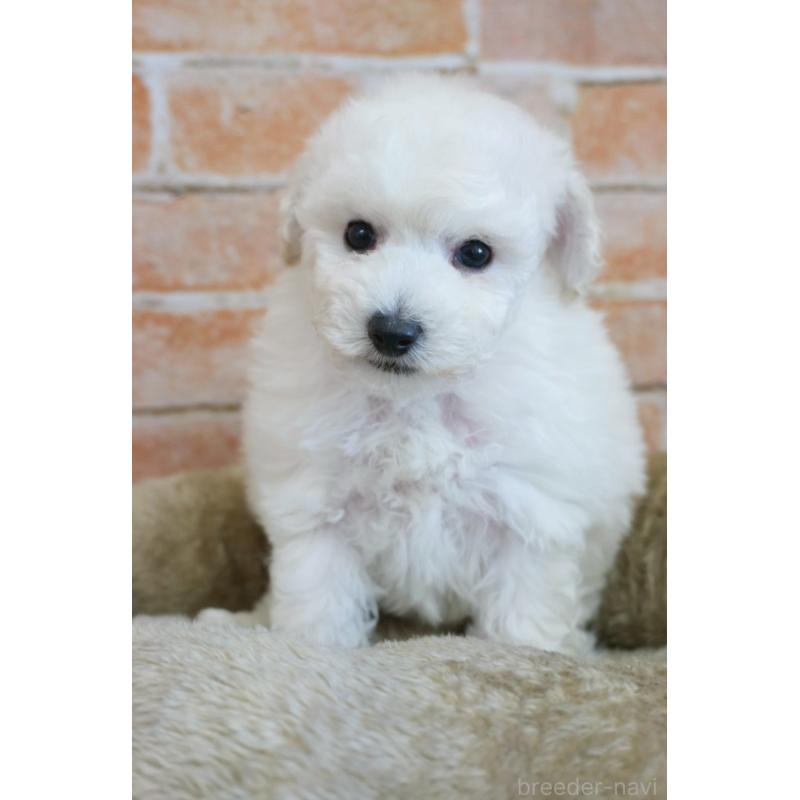 販売中の愛知県のトイプードル-430874の4枚目