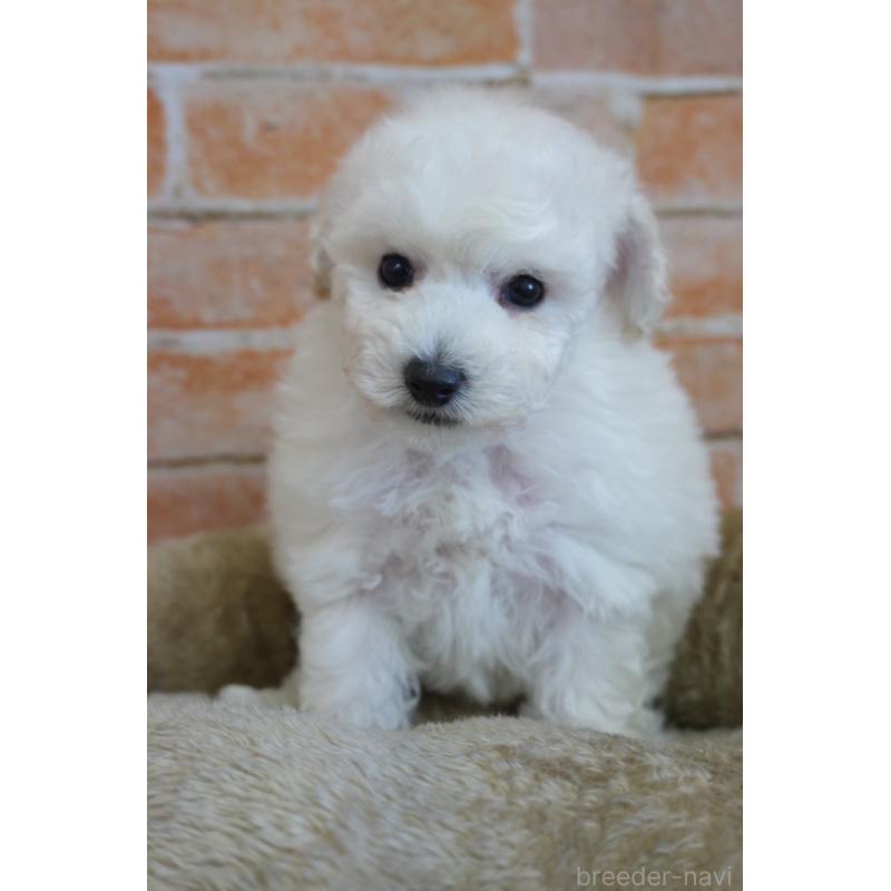 販売中の愛知県のトイプードル-430874の3枚目