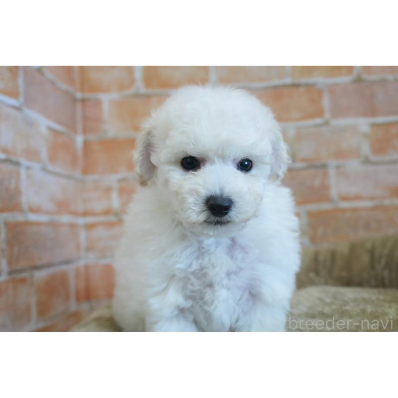 販売中の愛知県のトイプードル-430874の2枚目