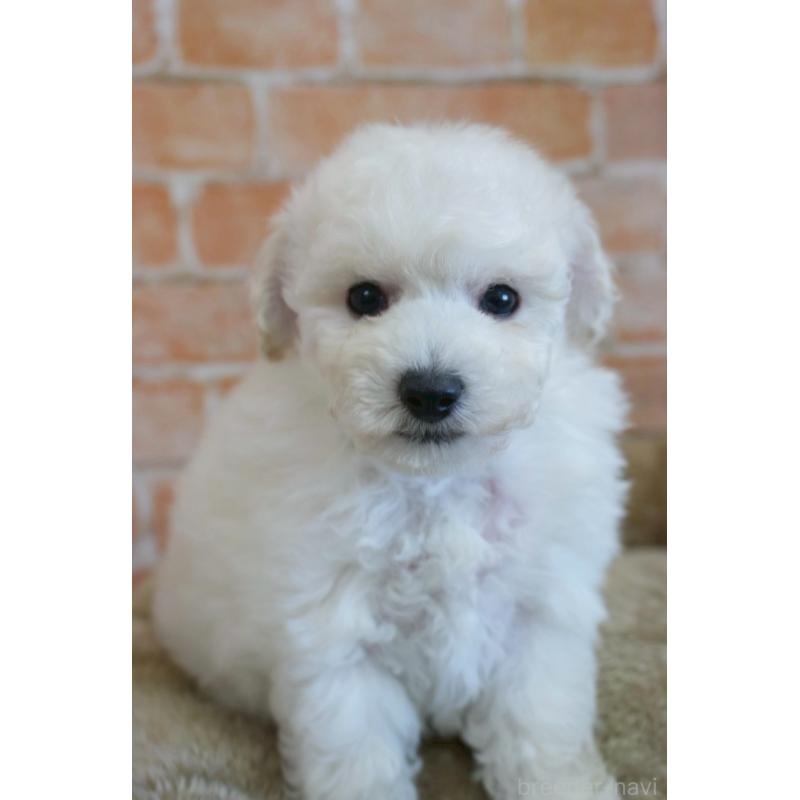 販売中の愛知県のトイプードル-430874の1枚目