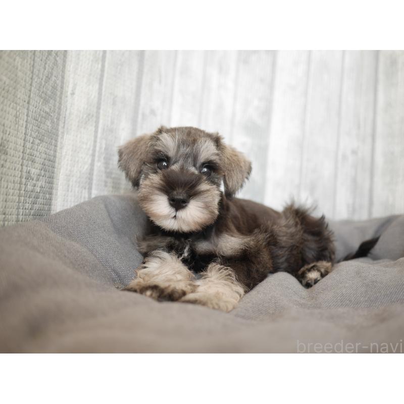 成約済の福岡県のミニチュアシュナウザー-426516の4枚目