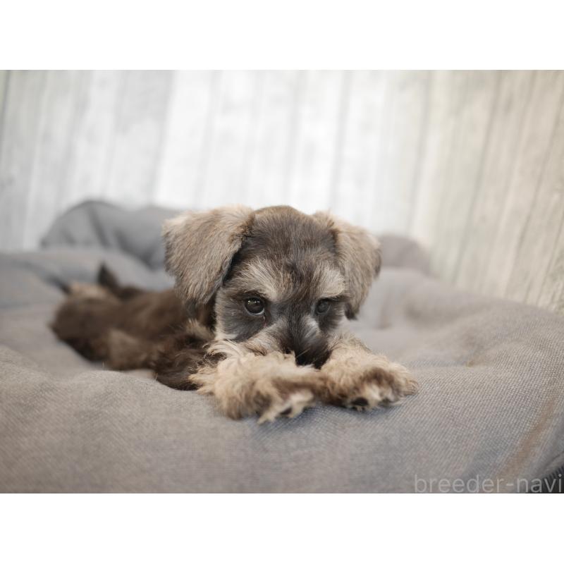 成約済の福岡県のミニチュアシュナウザー-426516の3枚目