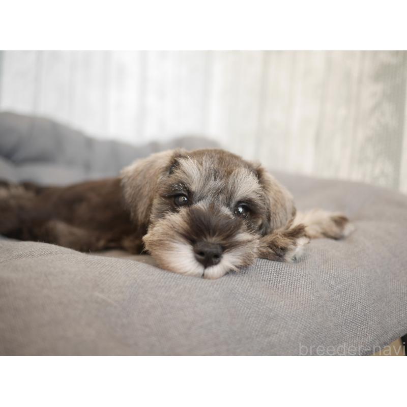 成約済の福岡県のミニチュアシュナウザー-426516の2枚目