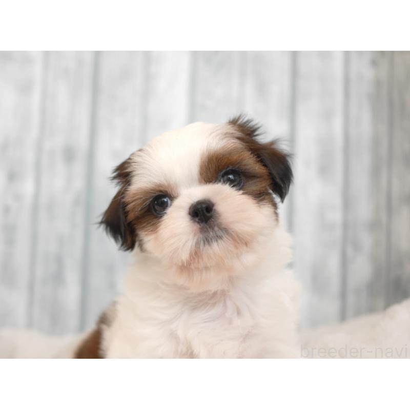 販売中の福岡県のシーズー-422002の2枚目