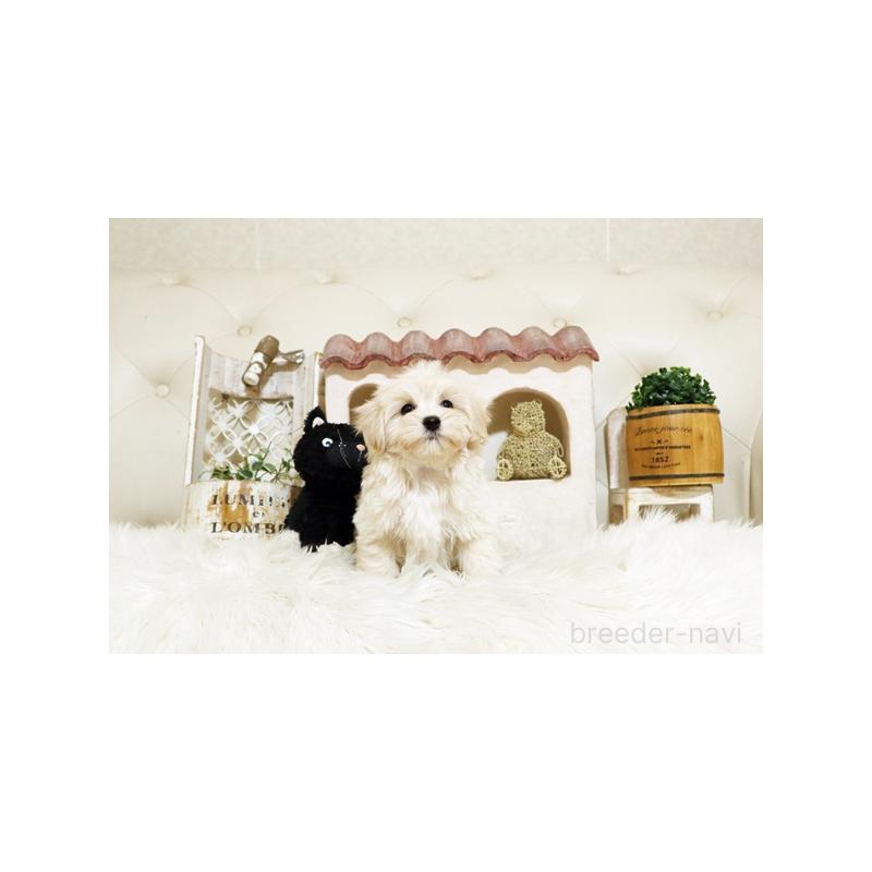 販売中の佐賀県のミックス犬-430875の2枚目