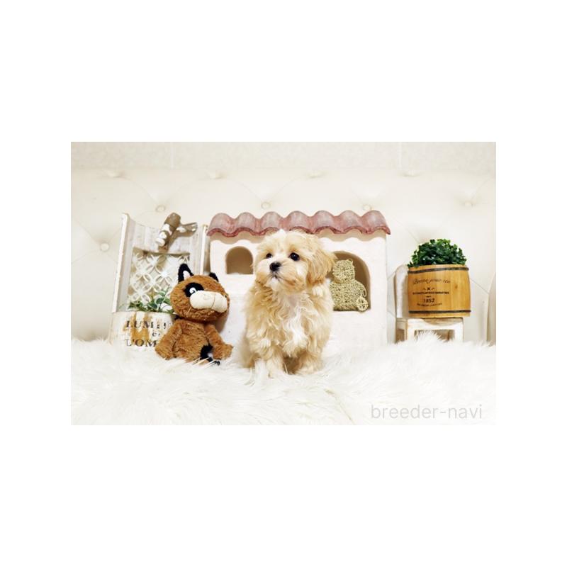 販売中の佐賀県のミックス犬-430876の5枚目