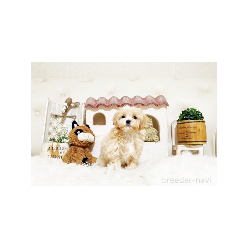 販売中の佐賀県のミックス犬-430876の4枚目