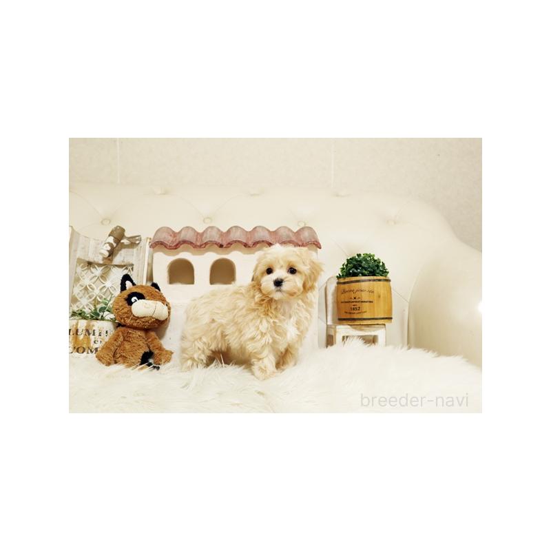 販売中の佐賀県のミックス犬-430876の3枚目