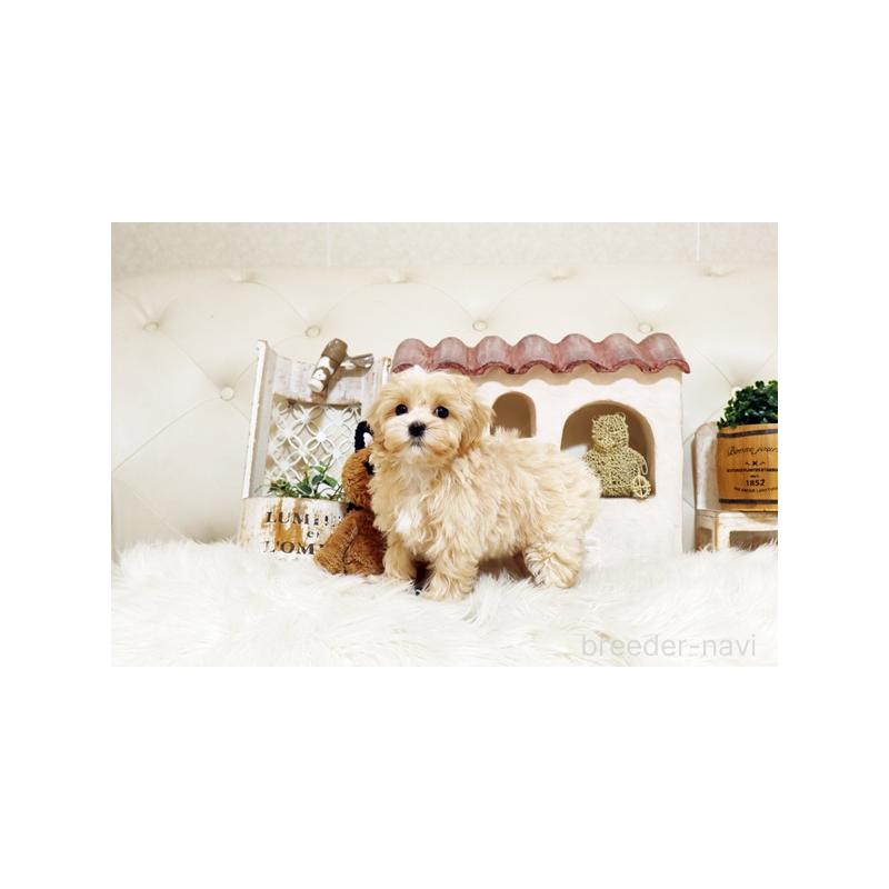 販売中の佐賀県のミックス犬-430876の2枚目