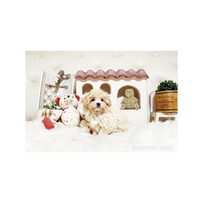 販売中の佐賀県のミックス犬-430877の5枚目