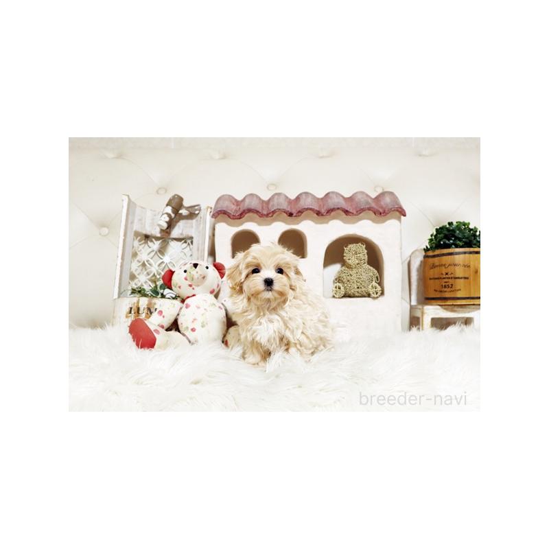 販売中の佐賀県のミックス犬-430877の4枚目