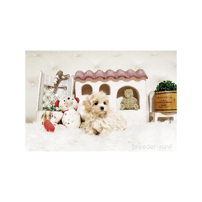 販売中の佐賀県のミックス犬-430877の3枚目