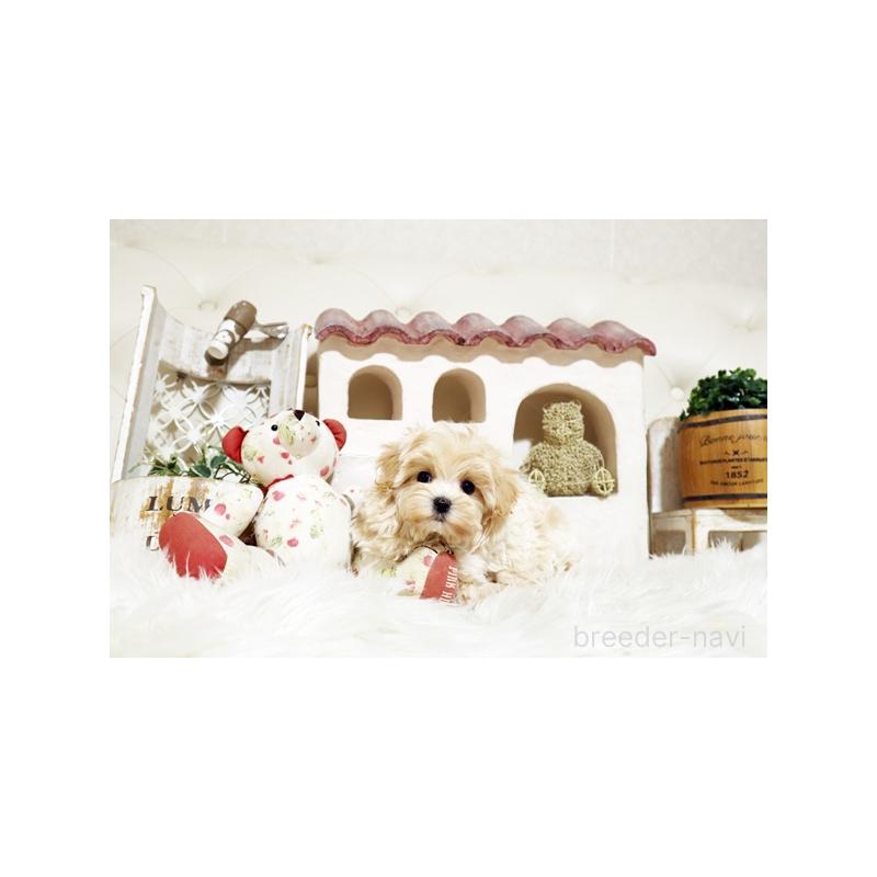 販売中の佐賀県のミックス犬-430877の2枚目