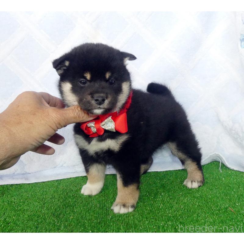 販売中の静岡県の柴犬-430880の8枚目