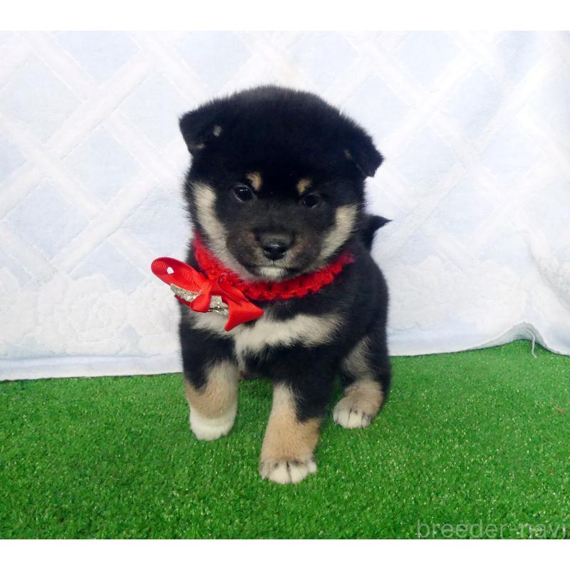 販売中の静岡県の柴犬-430880の7枚目