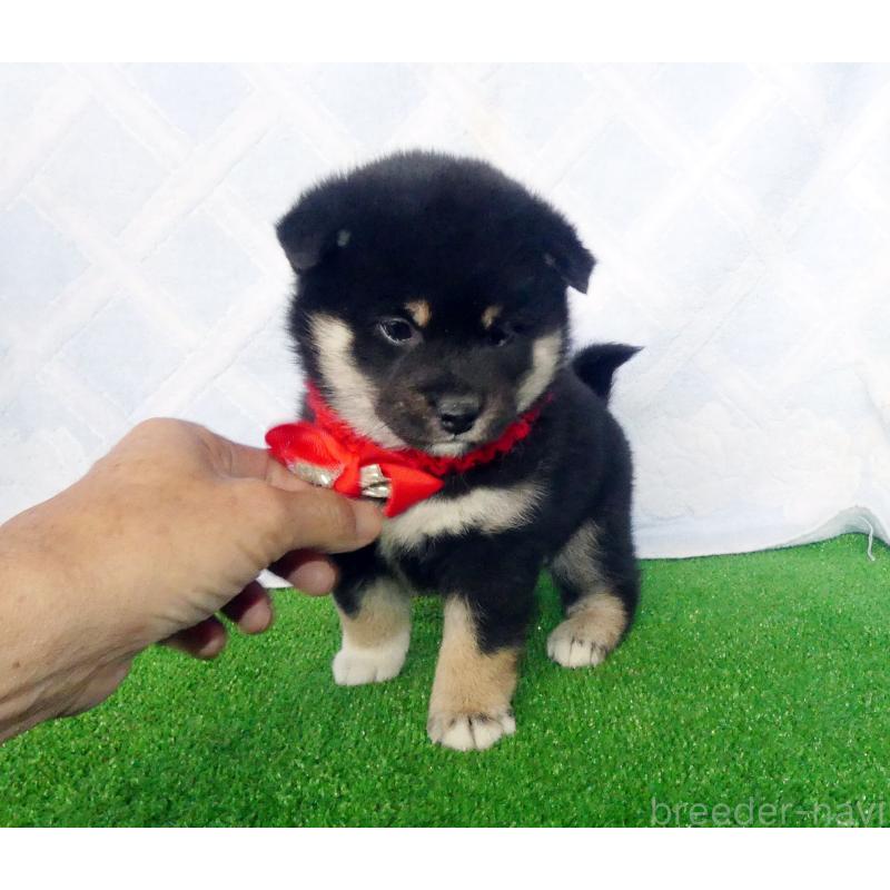 販売中の静岡県の柴犬-430880の6枚目