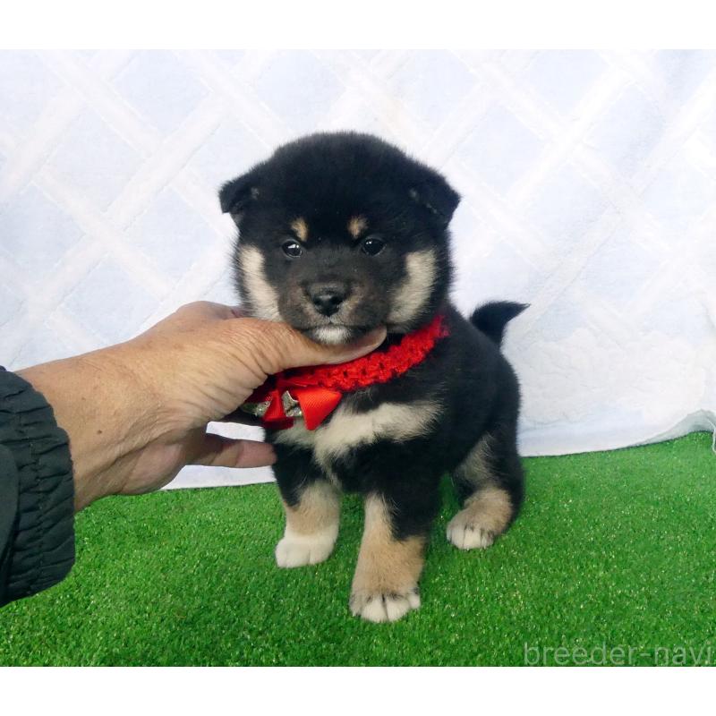 販売中の静岡県の柴犬-430880の5枚目