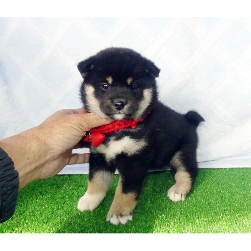 販売中の静岡県の柴犬-430880の4枚目