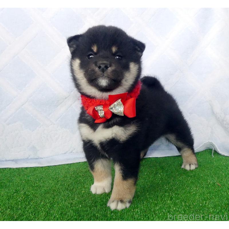 販売中の静岡県の柴犬-430880の3枚目