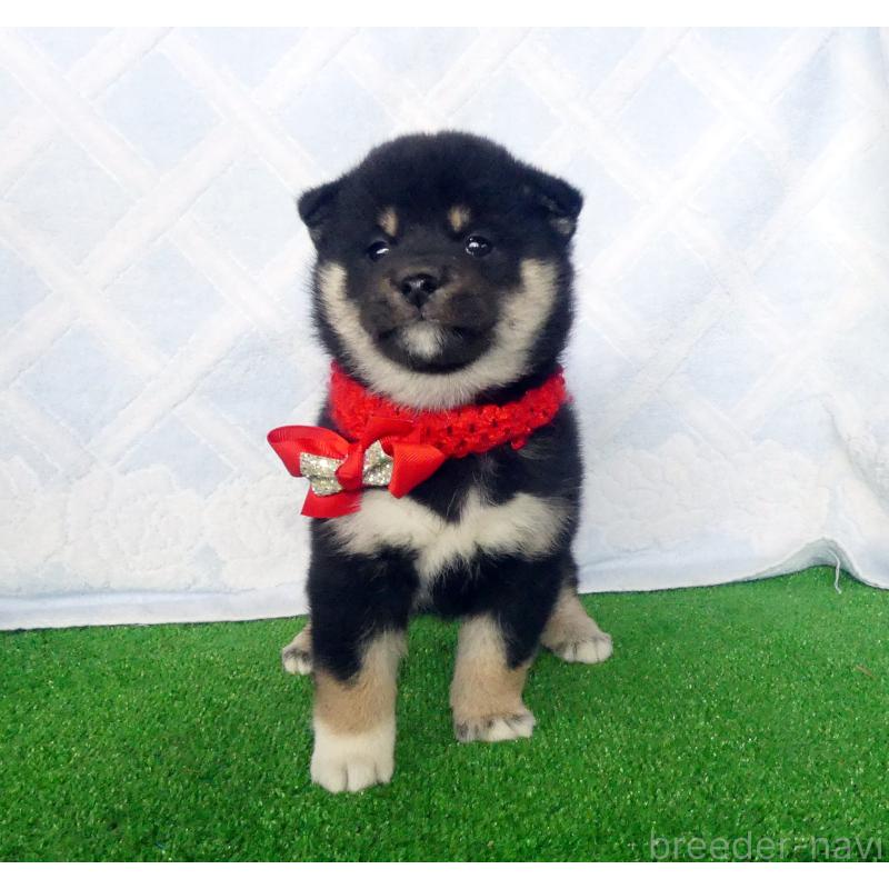 販売中の静岡県の柴犬-430880の2枚目