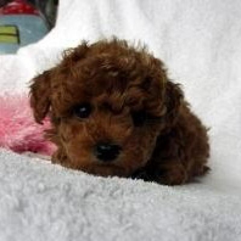 販売中の茨城県のタイニープードル-430881