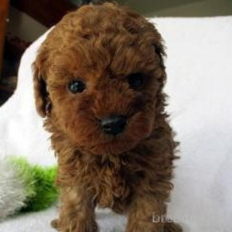 販売中の茨城県のタイニープードル-430882の1枚目