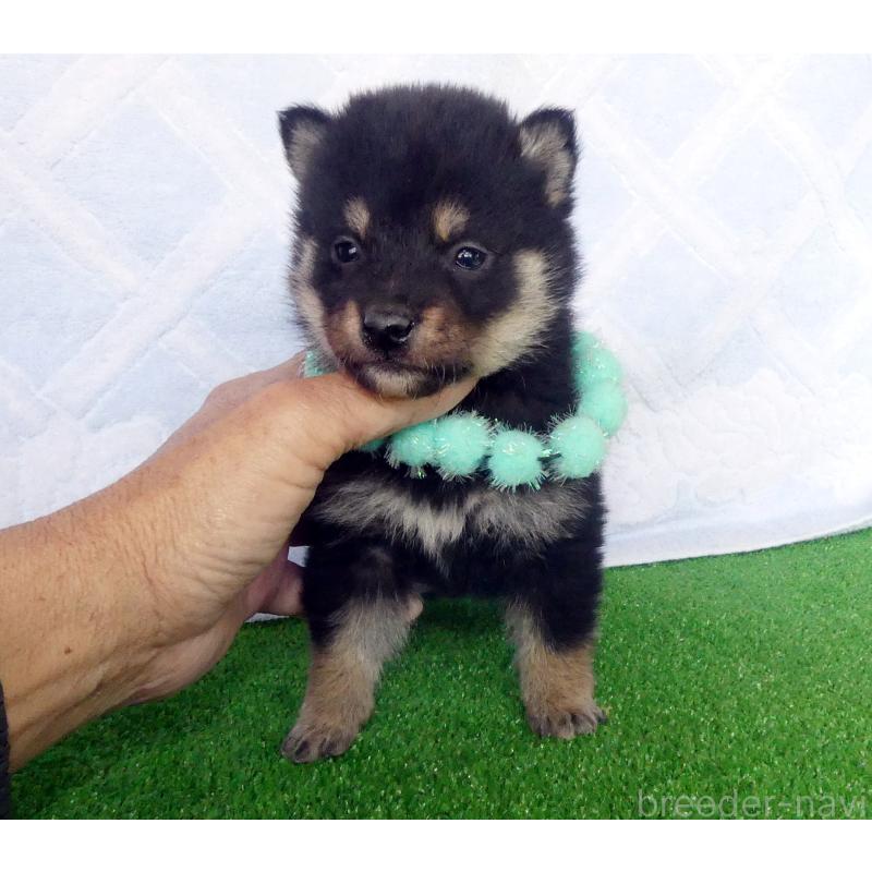 販売中の静岡県の柴犬-430883の7枚目