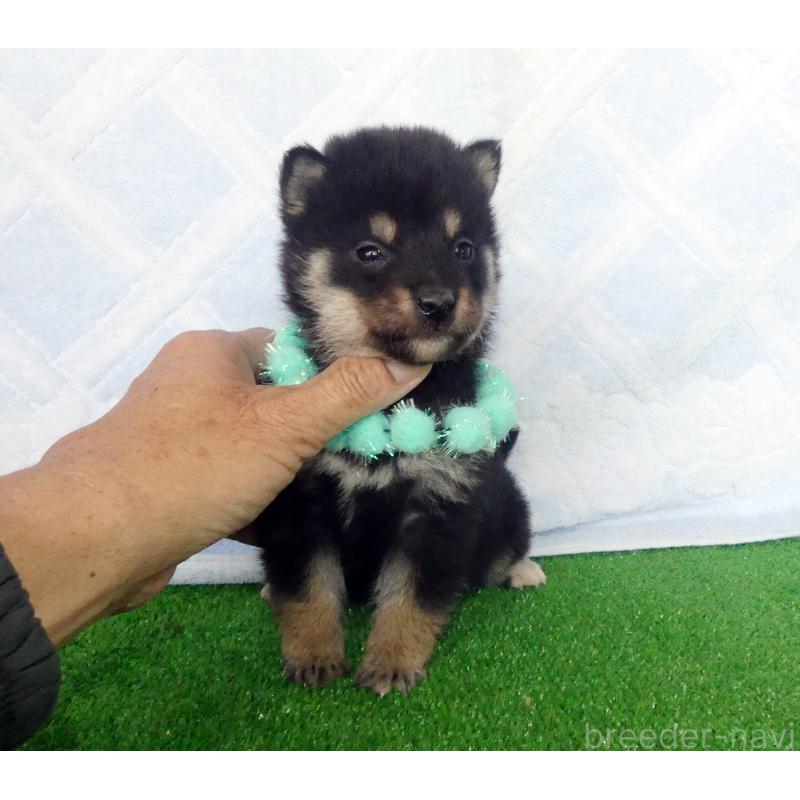 販売中の静岡県の柴犬-430883の6枚目