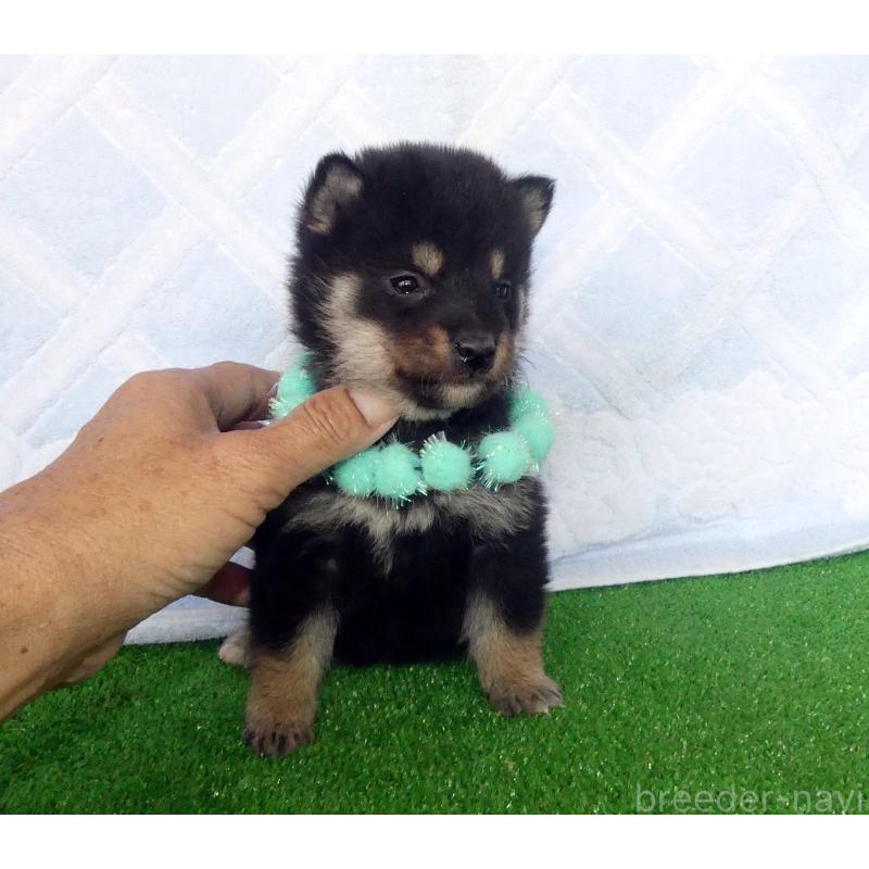 販売中の静岡県の柴犬-430883の5枚目