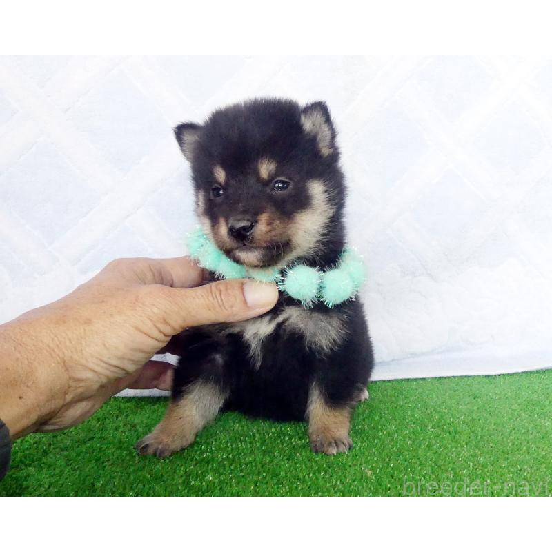 販売中の静岡県の柴犬-430883の4枚目