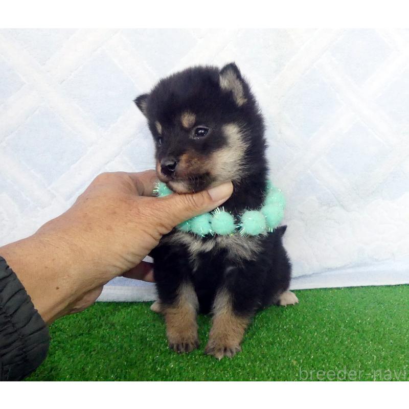 販売中の静岡県の柴犬-430883の3枚目