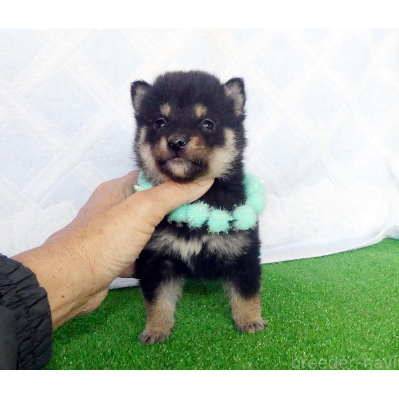 販売中の静岡県の柴犬-430883の2枚目