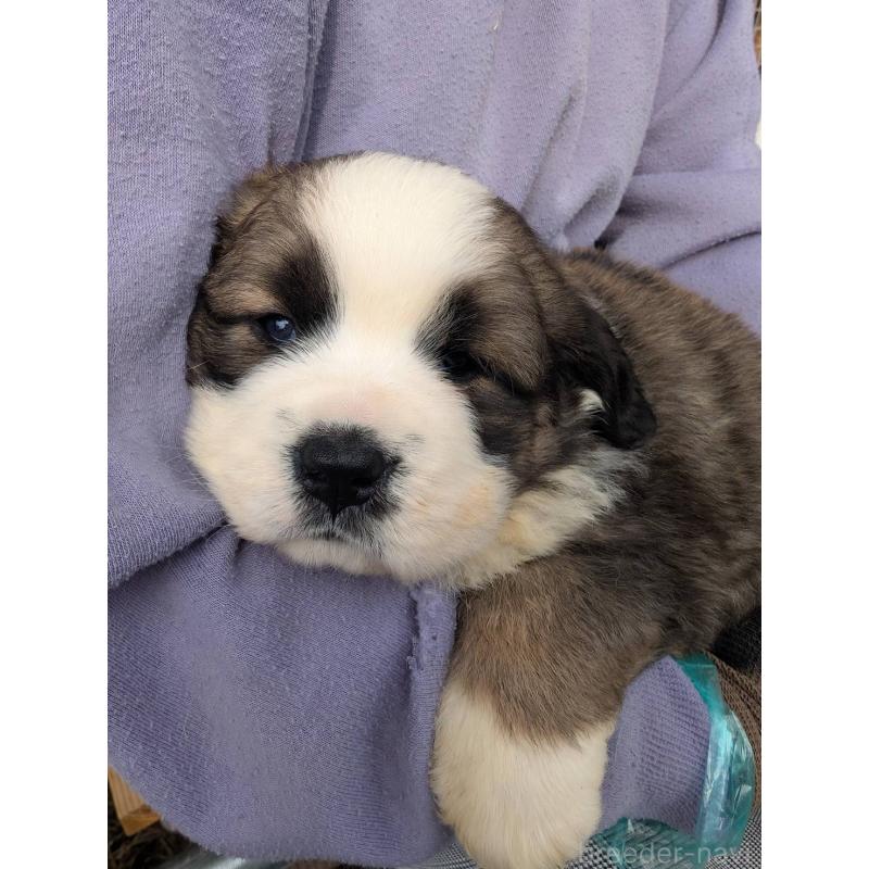 販売中の宮崎県のミックス犬-430884の6枚目